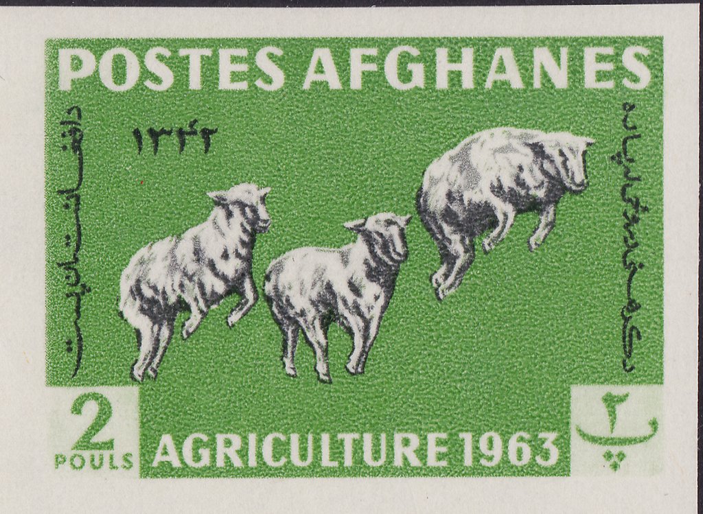 Karakul Sheep (Ovis ammon aries)