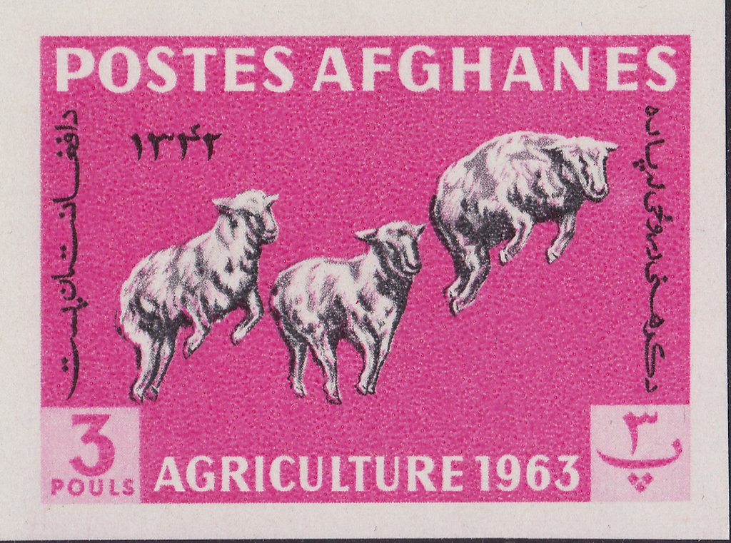 Karakul Sheep (Ovis ammon aries)