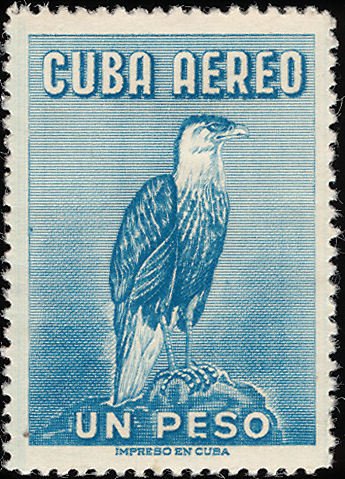Northern Crested Caracara - Caracara cheriway
