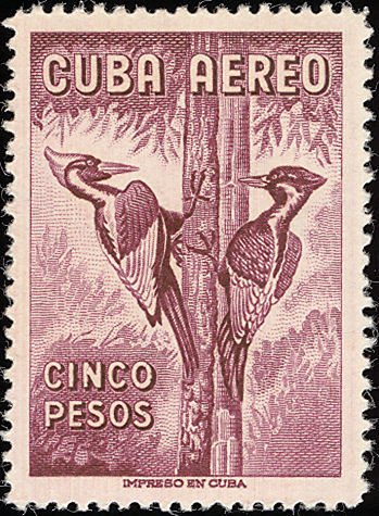 Ivory-billed Woodpecker - Campephilus principalis