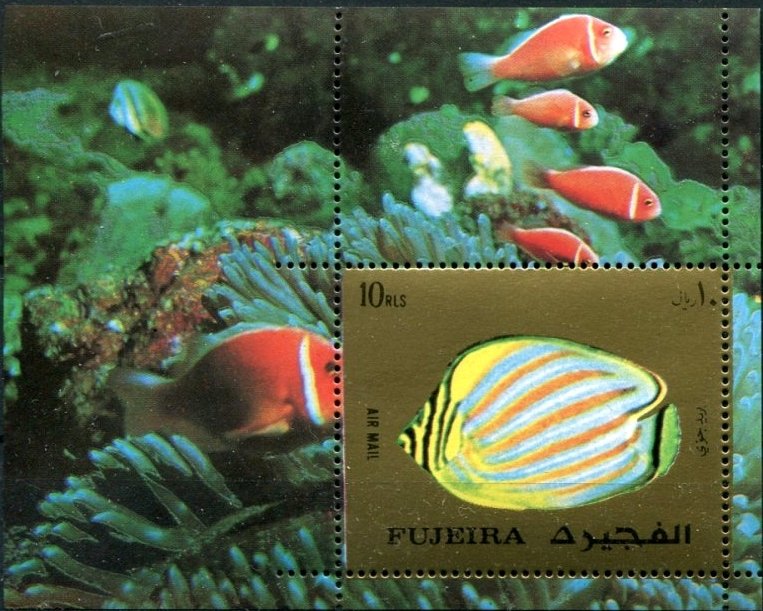 Ornate Butterflyfish (Chaetodon ornatus)