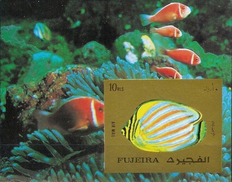 Ornate Butterflyfish (Chaetodon ornatus)