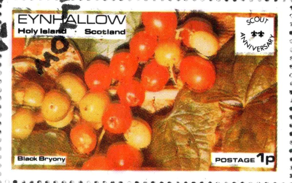 Black Bryony