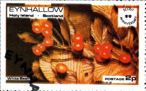 Stamp, White Beams, Cinderellas,  , Fruits