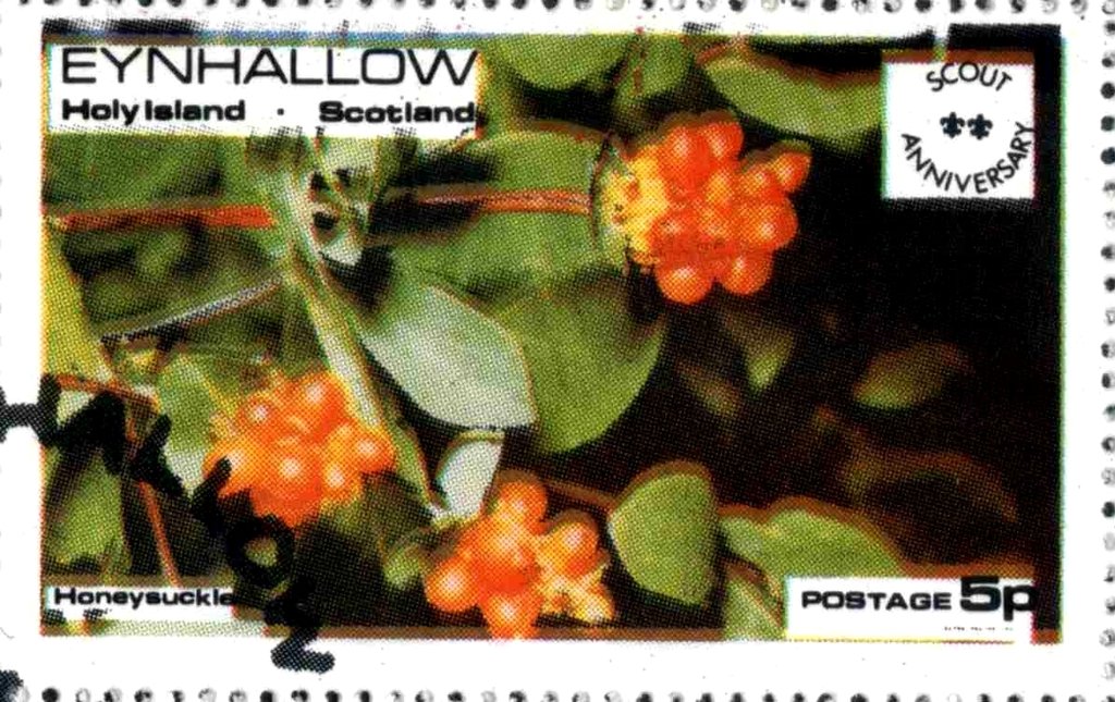 Honeysuckis