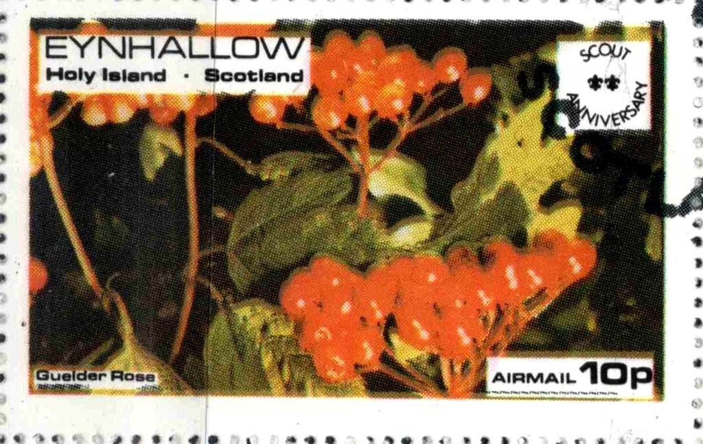 Guelder Rosa