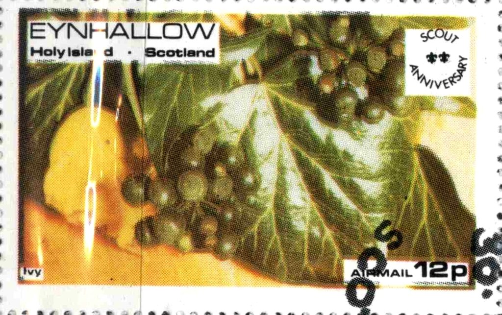 Ivy