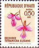 Tetramicra elegans