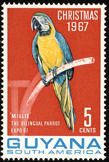 Blue-and-yellow Macaw    (Ara ararauna)