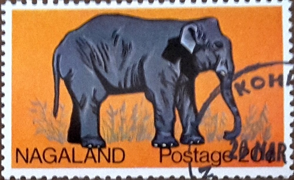 Fauna
