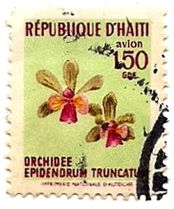 Epidendrum truncatum
