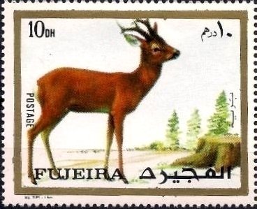 Roe Deer (Capreolus capreolus)