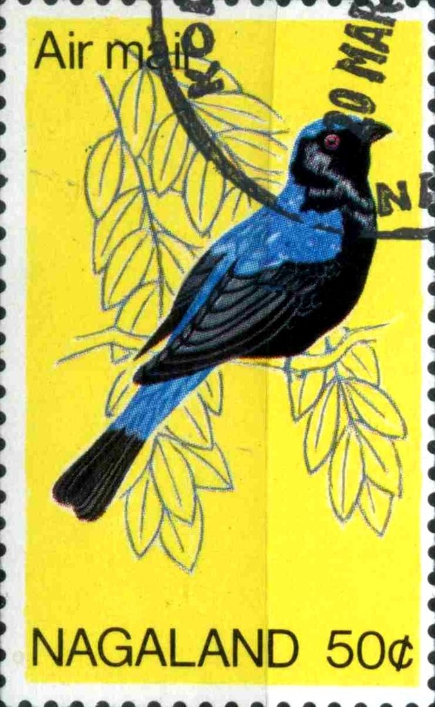 Birds