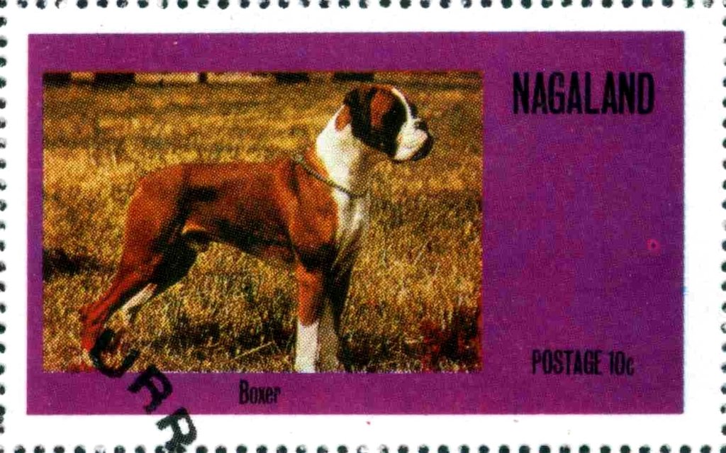 Boxer