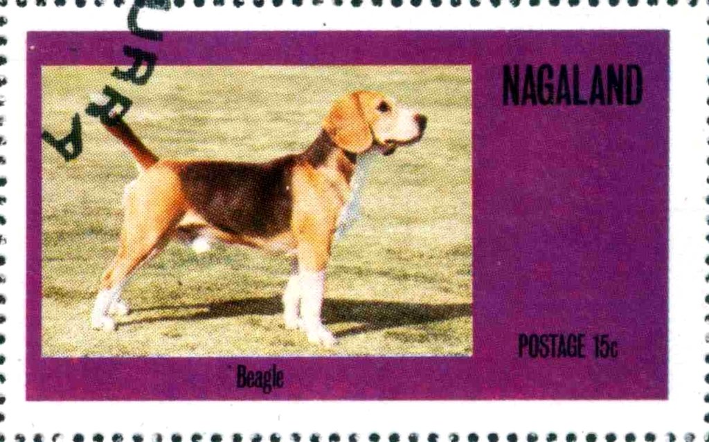 Beagle