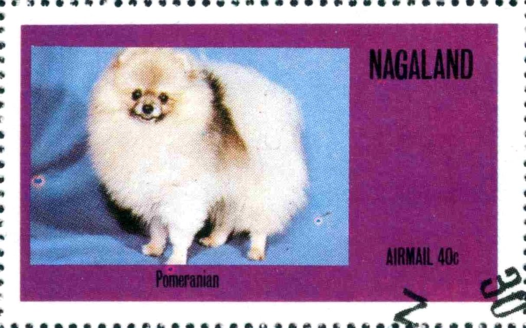 Pomeranian