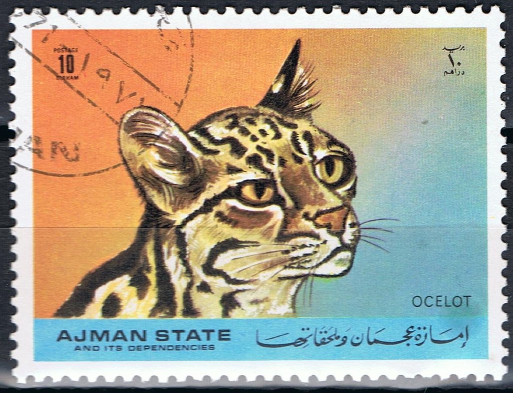 Ocelot (Leopardus pardalis)