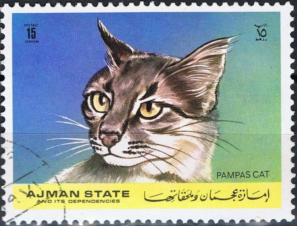 Pampas Cat (Leopardus pajeros)
