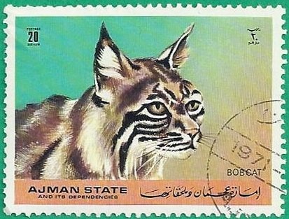 Bobcat (Lynx rufus)