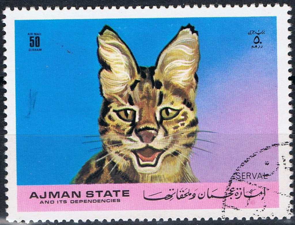 Serval (Leptailurus serval)