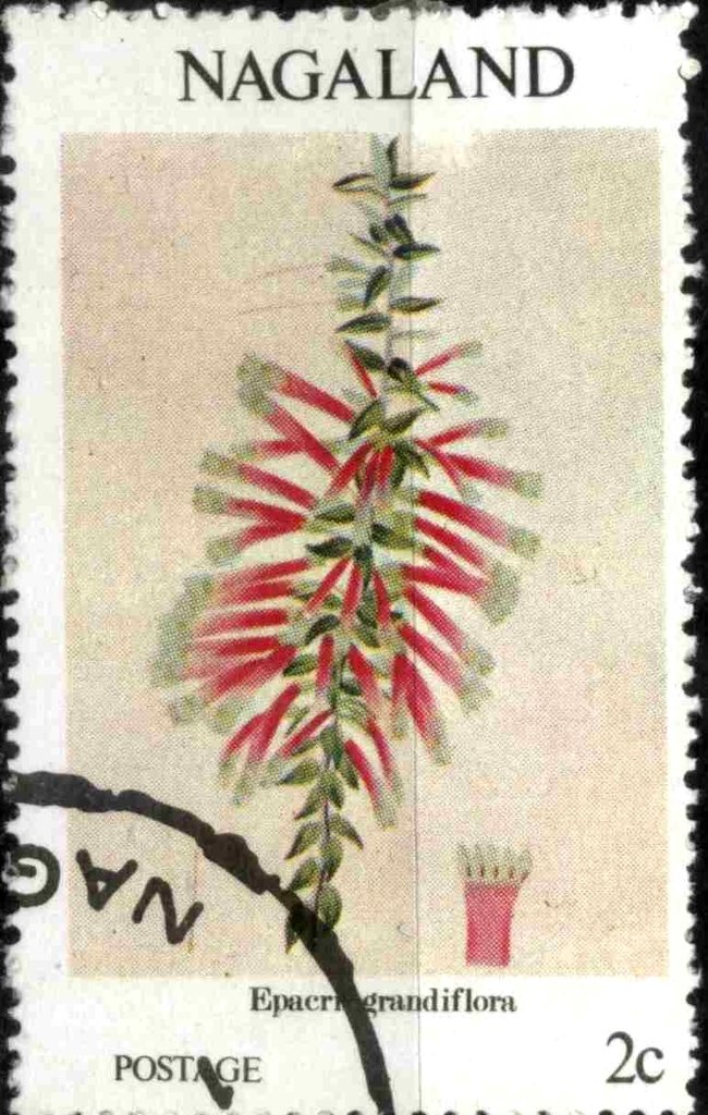 Epacrigrandiflora