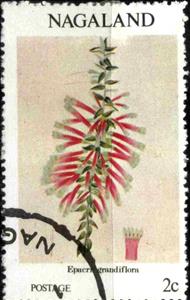 Stamp, Epacrigrandiflora, Cinderellas,  , Flowers