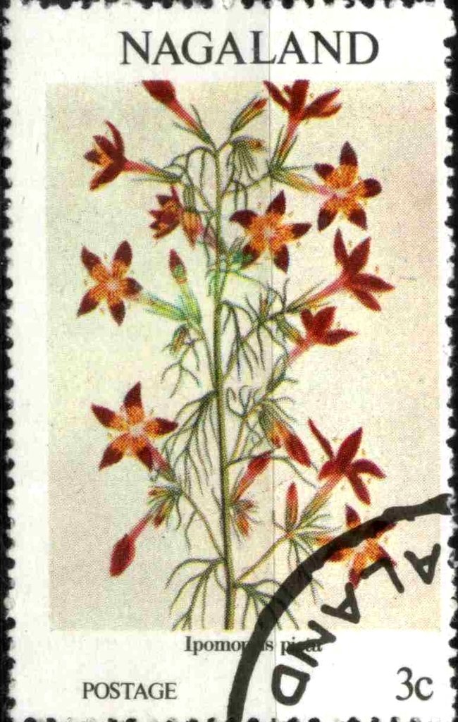 Ipomopsis