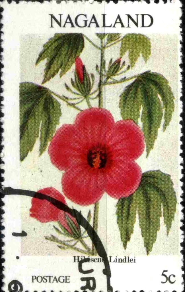 Hibiscus lindlei