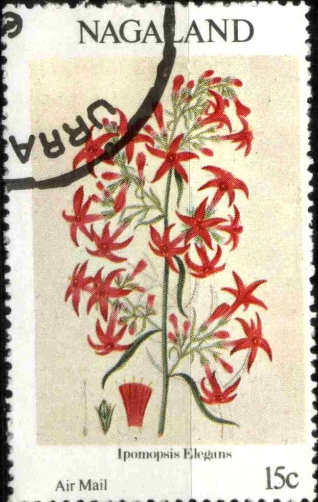 Ipomopsis Elegans