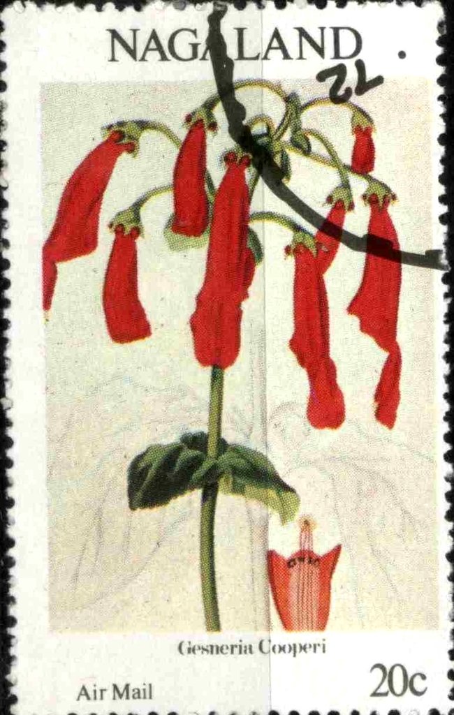 Gesneria Cooperi