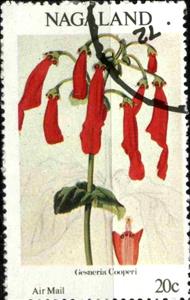 Stamp, Gesneria Cooperi, Cinderellas,  , Flowers