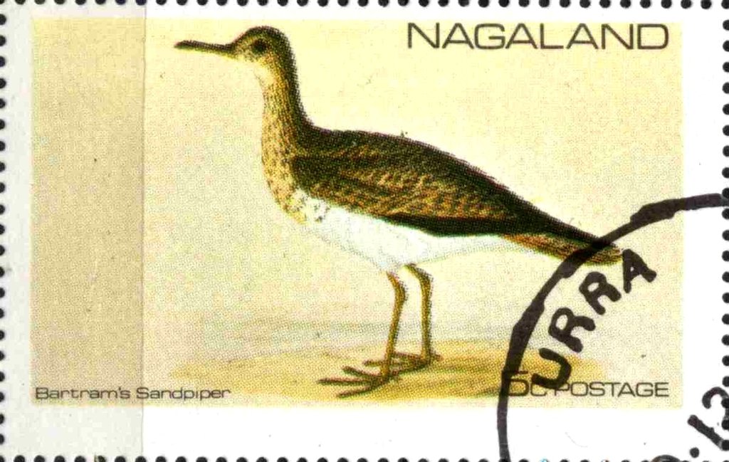 Bartram's Sandpiper