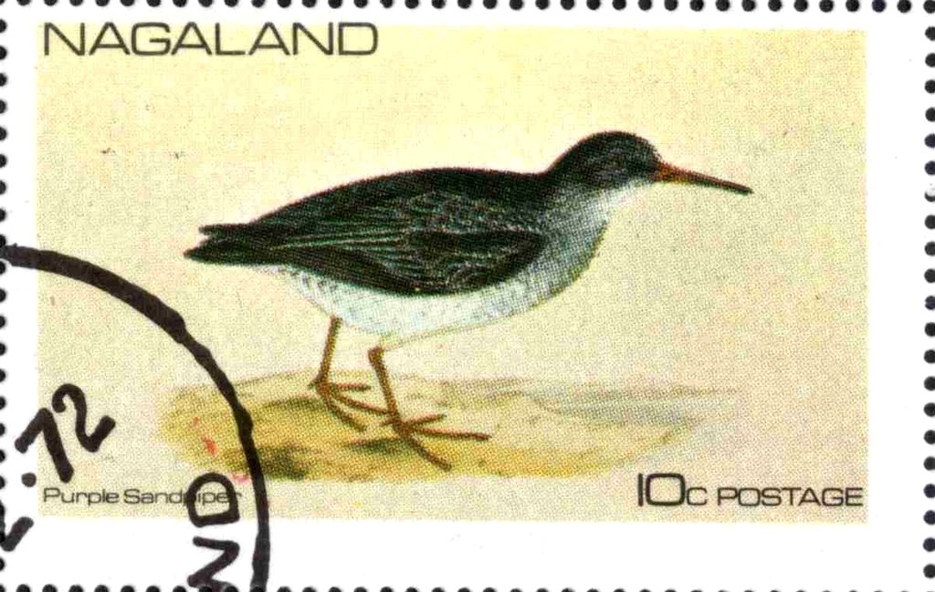 Purple Sandpiper