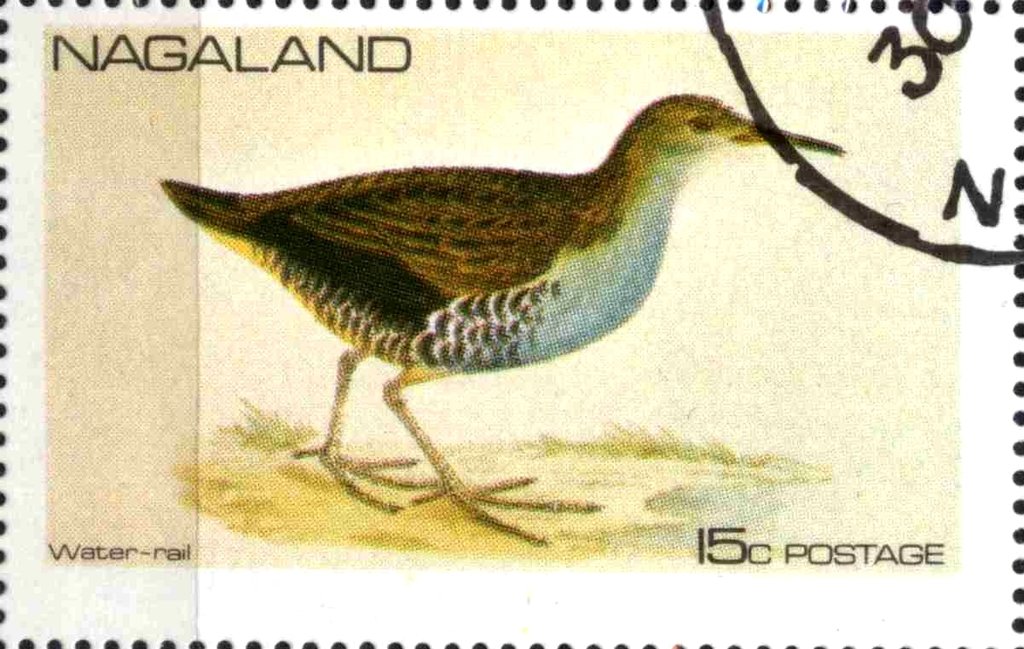 Water-rail