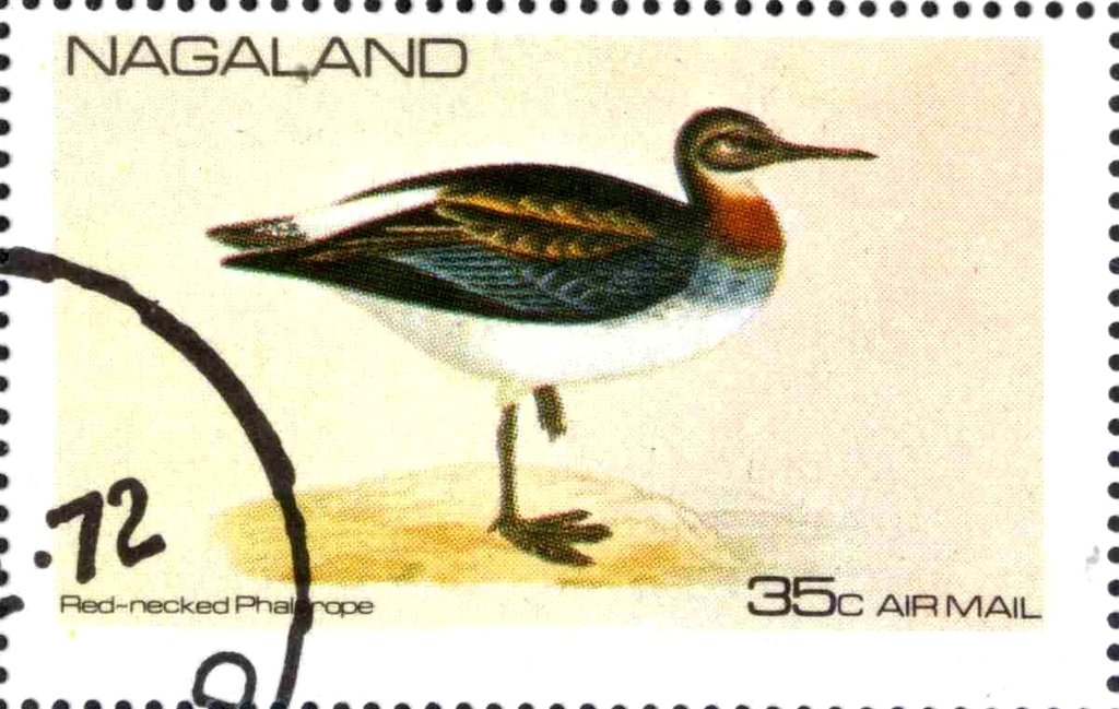 Red-necked Phalarope
