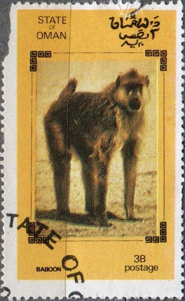 Baboon