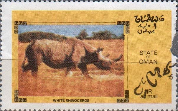 White Rhinoceros