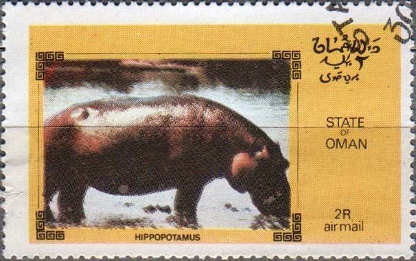 Hippopotamus (Hippopotamus amphibius)