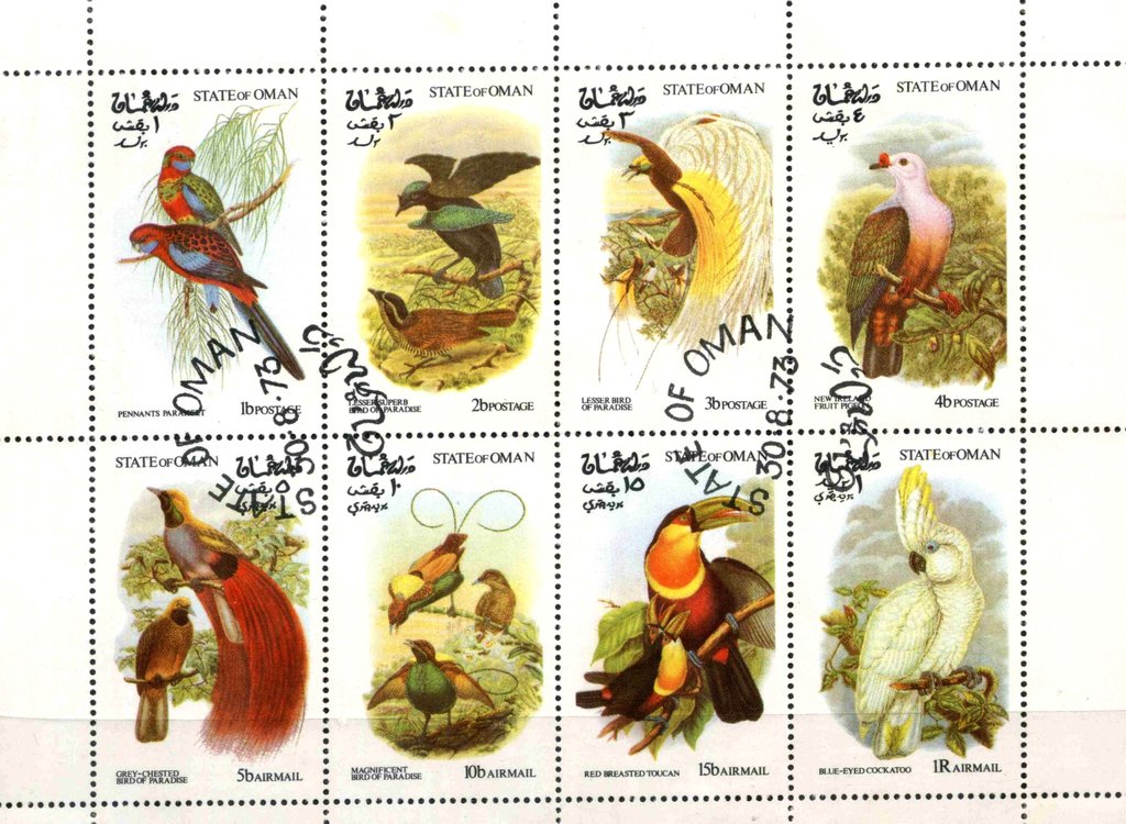Birds