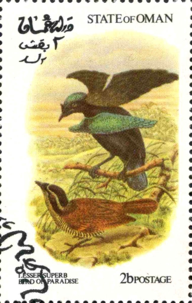 Lesser Superb Bird of Paradise