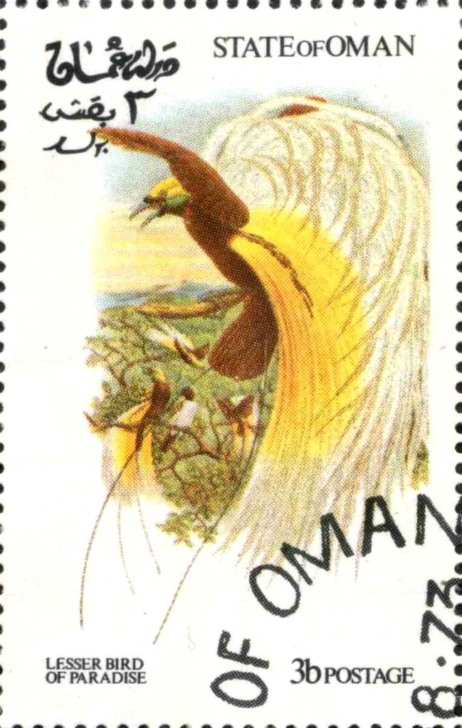 Lesser Bird of Paradise