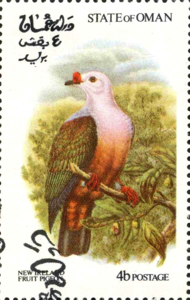New Ireland Fruit Pigeon