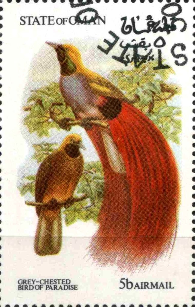 Grey-Chested Bird of Paradise