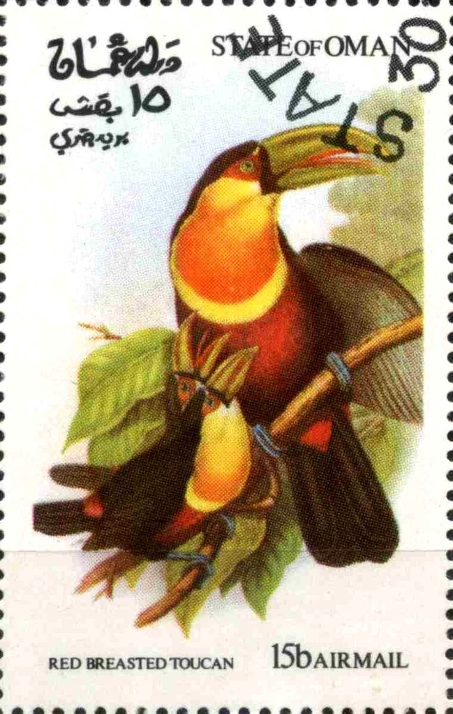 Red Breasted Toucan