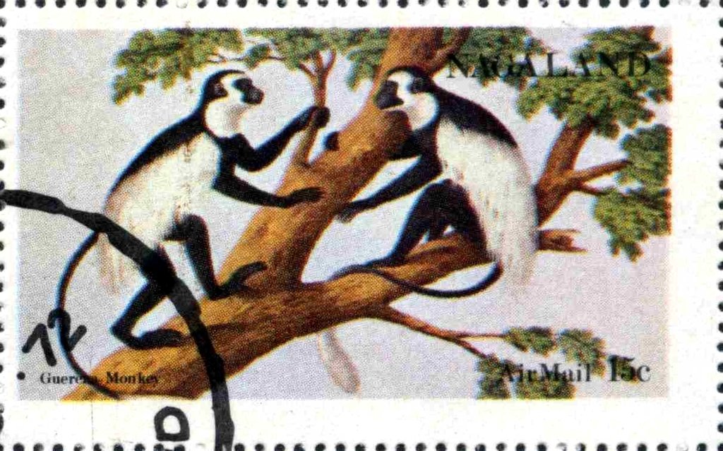 Monkey