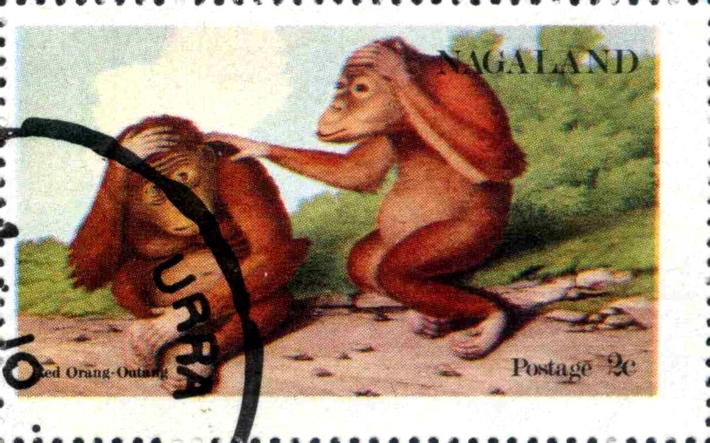 Red Orang-Outang