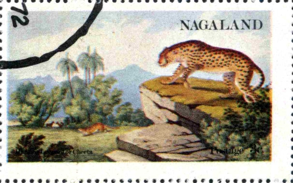 Cheetah