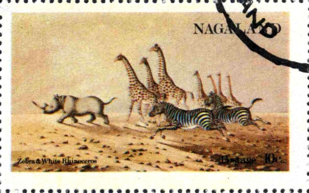 Zebras, giraffes and rhinoceros