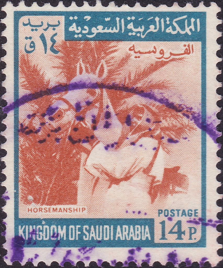 Arabian Stallion
