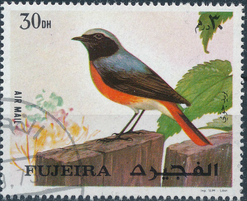 Common Redstart (Phoenicurus phoenicurus)